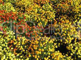 beautiful bed of flowers tagetes