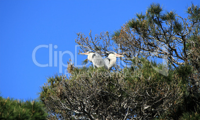 Herons in a tree, Camargue, France