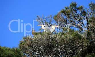 Herons in a tree, Camargue, France