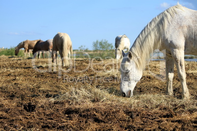 White horses eating, Camargue, France