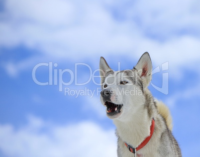 Siberian husky dog barking