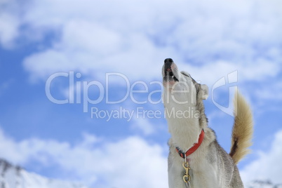 Siberian husky dog howling