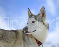 Siberian husky dog turning head back