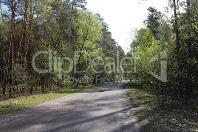 summer landscape with green forest and pines