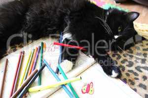 black tired cat lying on the sofa after drawing