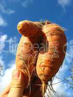 bunch of pulled out unusual carrot