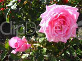 flower of gentle two pink roses