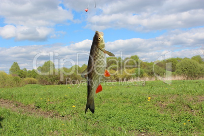 beautiful caught chub