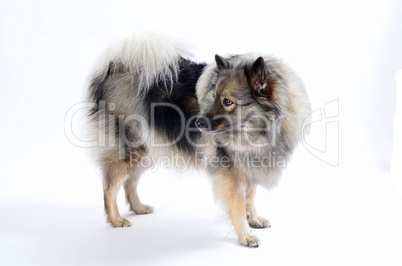Wolfsspitz Hund
