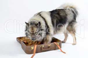 Hund Koffer Urlaub