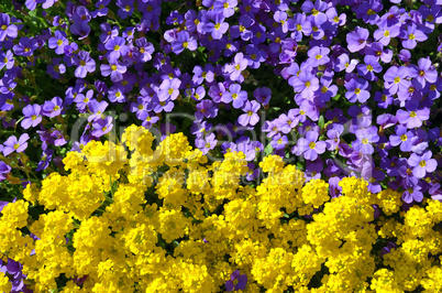 bunter Blumen Hintergrund bunter Blumen Hintergrund