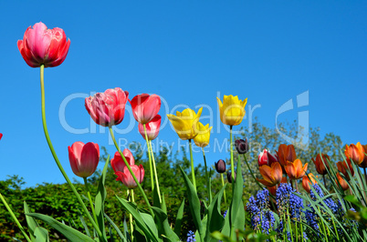 Frühling Tulpen Blüten