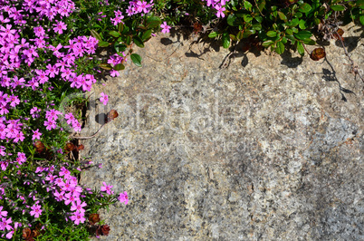 bunter Blumen Hintergrund Stein