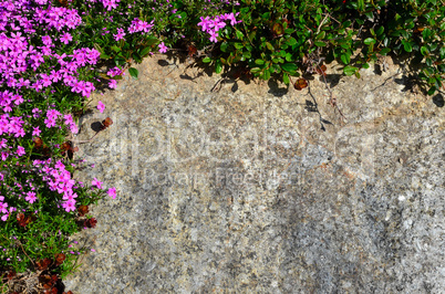 bunter Blumen Hintergrund Stein