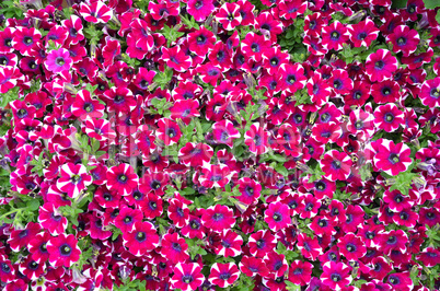 bunter Blumen Hintergrund Petunien