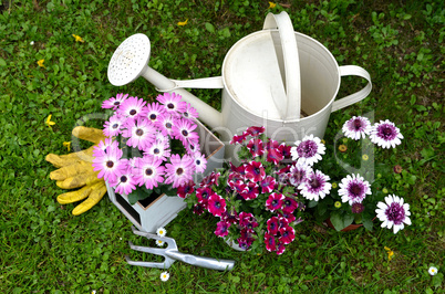 Frühling Garten Pflanzen