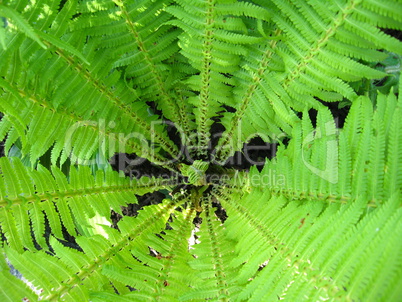 fine pattern from leaves of fern