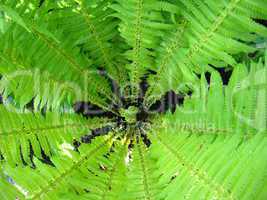 fine pattern from leaves of fern