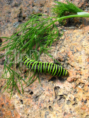 caterpillar of butterfly machaon on the stone