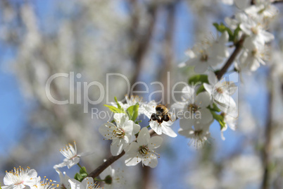 bee flying above the flower of plum