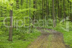 Weg durch einen Laubwald im Frühling