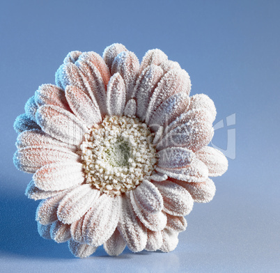 iced gerbera flower