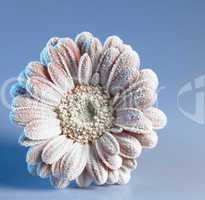 iced gerbera flower