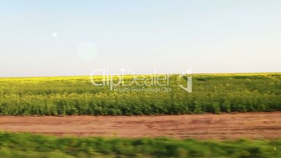 Yellow and green field from moving car