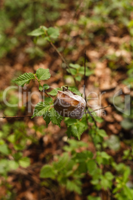 Weinbergschnecke