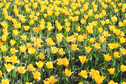 yellow tulips on the flower-bed
