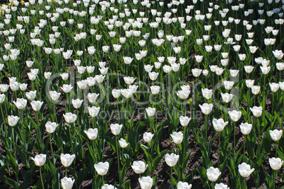 white tulips on the flower-bed