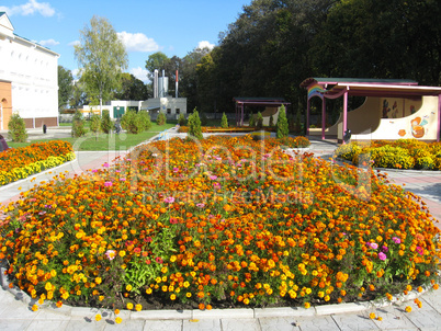 flower bed with beautiful flower of tagetes