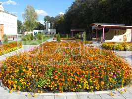 flower bed with beautiful flower of tagetes