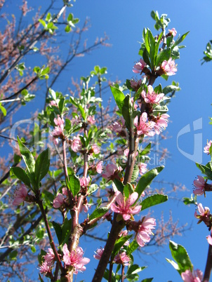 blossoming tree of peach