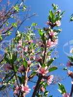blossoming tree of peach