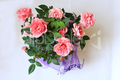 beautiful flowers of pink roses