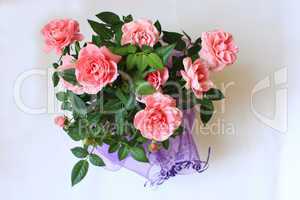 beautiful flowers of pink roses