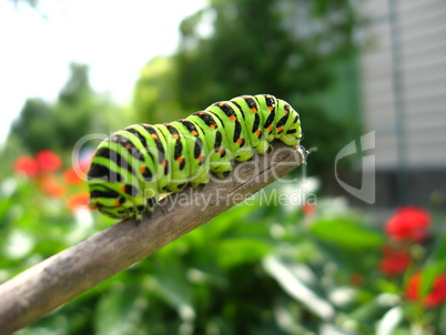 caterpillar of the butterfly  machaon on the stick