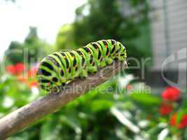 caterpillar of the butterfly  machaon on the stick