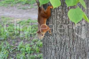 squirrel climbing down on the tree in the park