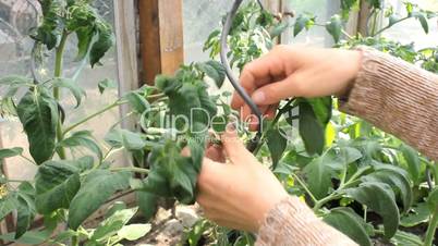 Tomatenpflanzen pflegen