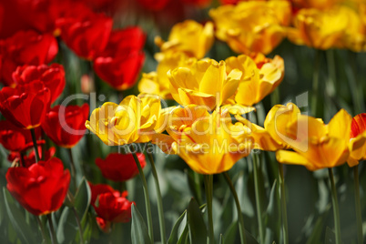 Rote und Gelbe Tulpen