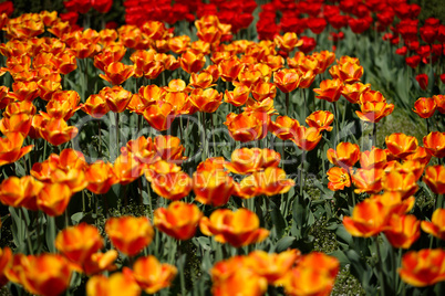 Rote und Gelbe Tulpen