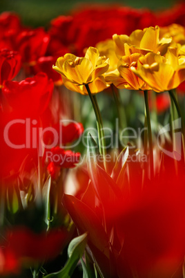 Rote und Gelbe Tulpen