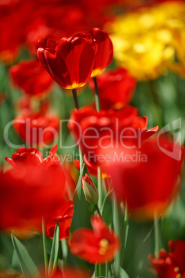 Rote und Gelbe Tulpen