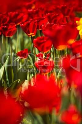 Rote und Gelbe Tulpen