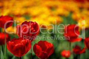 Rote und Gelbe Tulpen