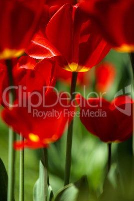 Rote und Gelbe Tulpen