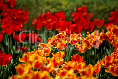 Rote und Gelbe Tulpen