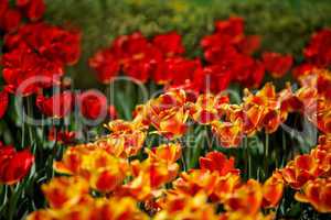 Rote und Gelbe Tulpen